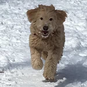 Meet your Posher, Joanne